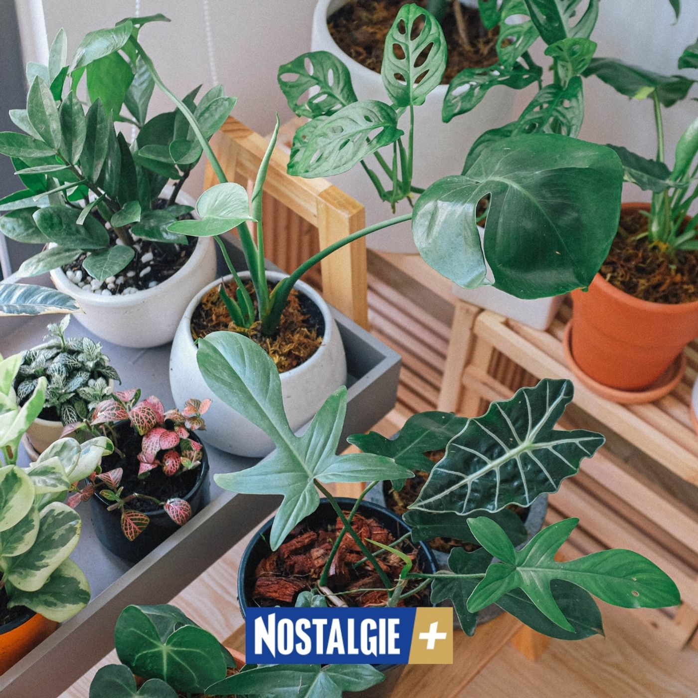 Connexion Nature – Le pouvoir vibratoire des plantes episode artwork