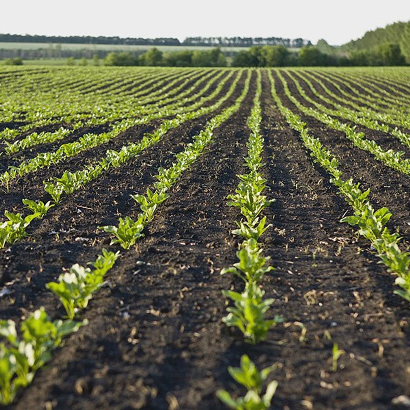 U of I Extension offers free guide for new farmland owners episode artwork