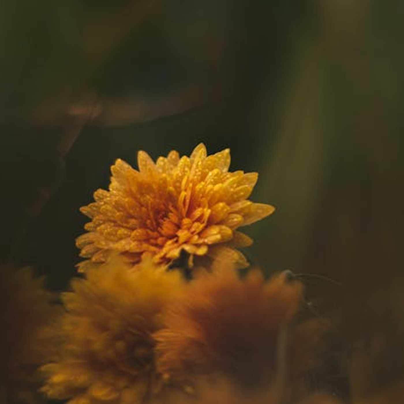 Marriage Survival After Betrayal