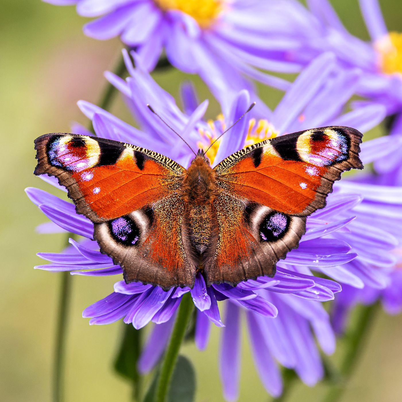 Butterfly is a sign of a spirit