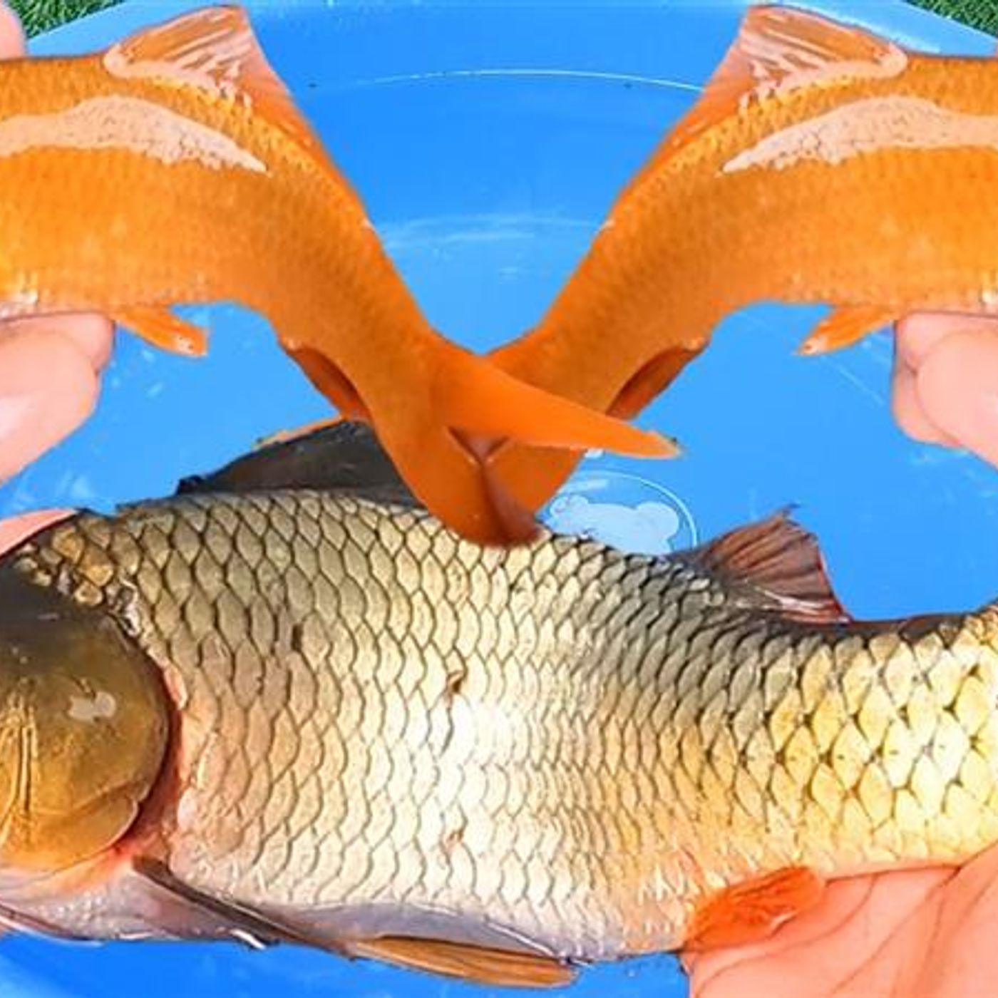 Nằm Mơ Thả Cá: Lời Nhắn Gửi Từ Tiềm Thức episode artwork