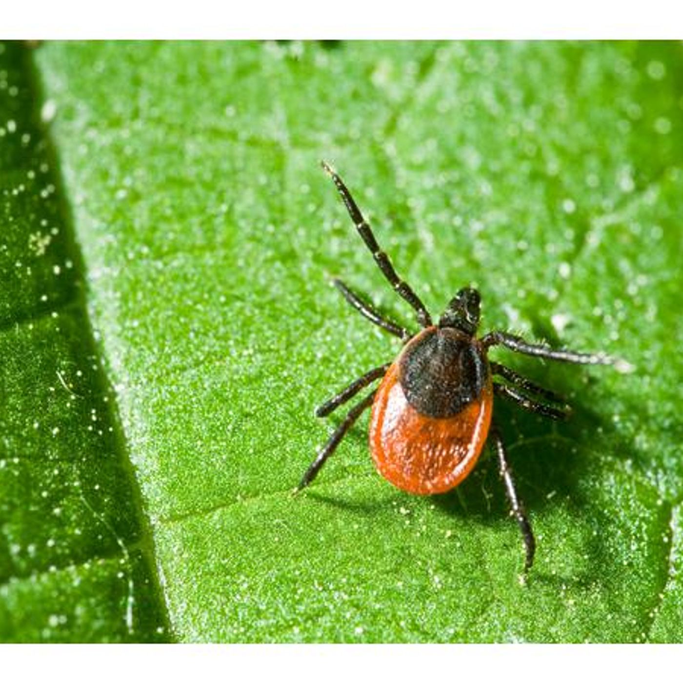 #353 Survival Medicine Hour: CBD oil, Lyme Disease, Birthing Supplies, More