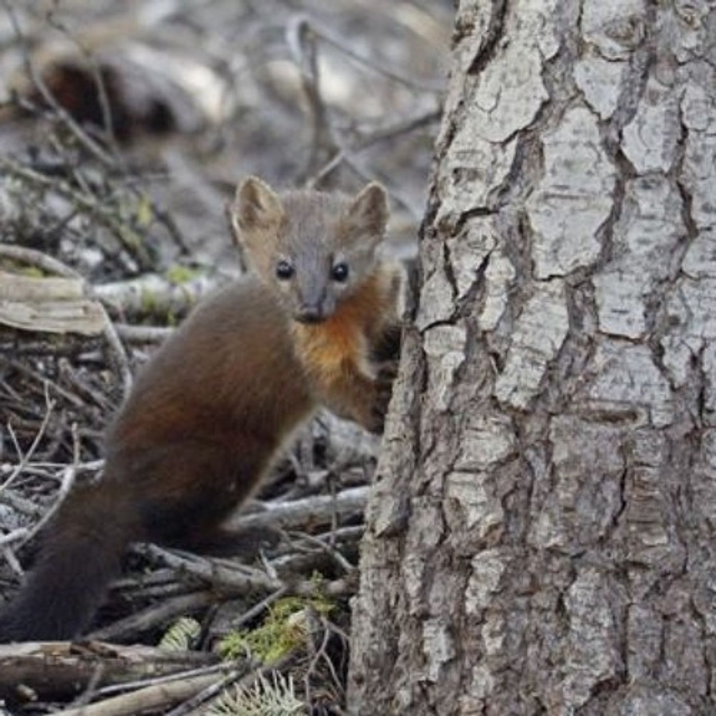 Searching The Olympic Forest For The Elusive Marten episode artwork