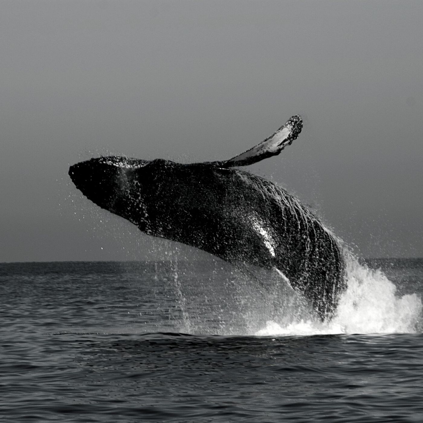 Alla Scoperta del Whale Watching! - (w/ A. Somà & G. Motta | Autore) S.1
