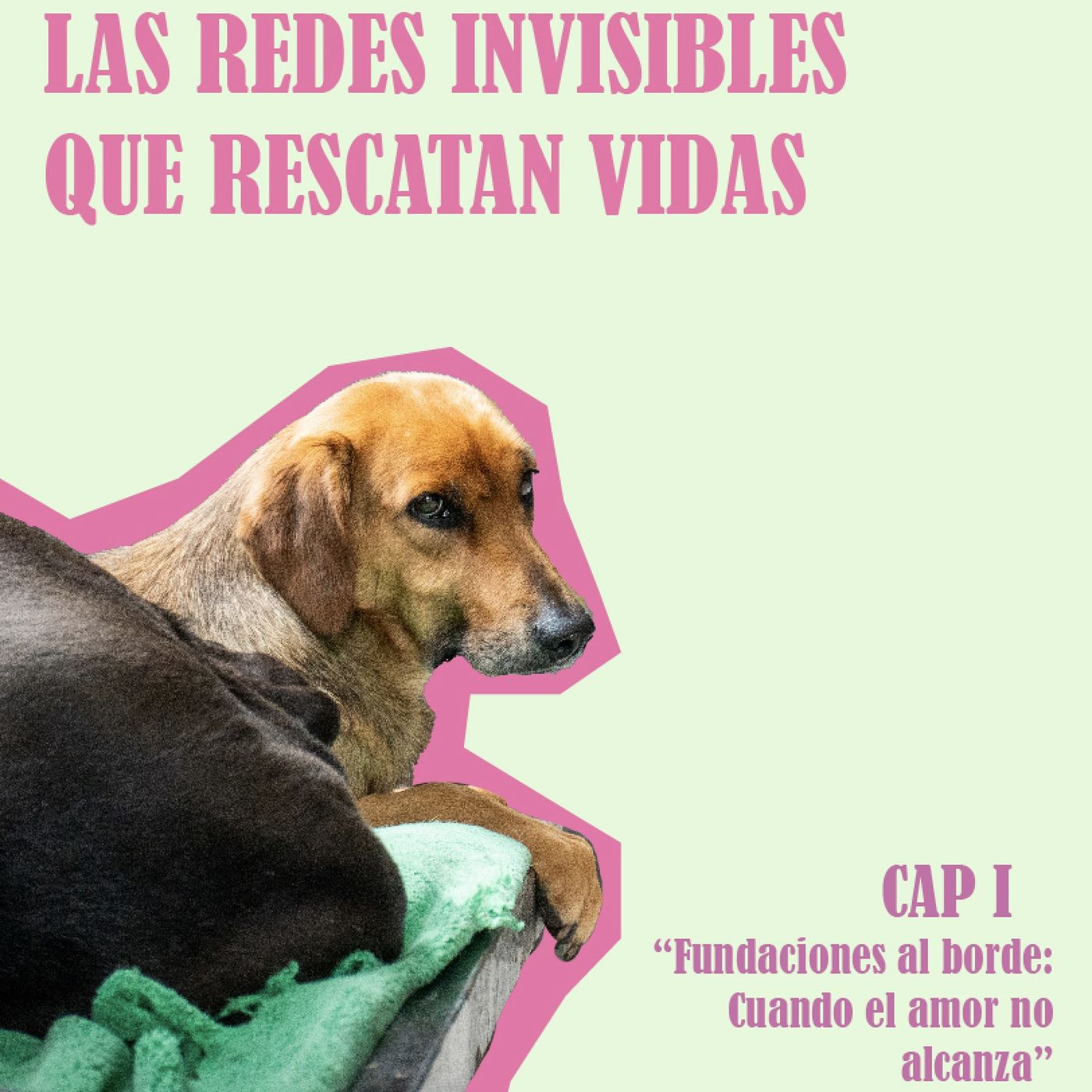 Portada de PODCAST CONEXIÓN EXTERNADO
