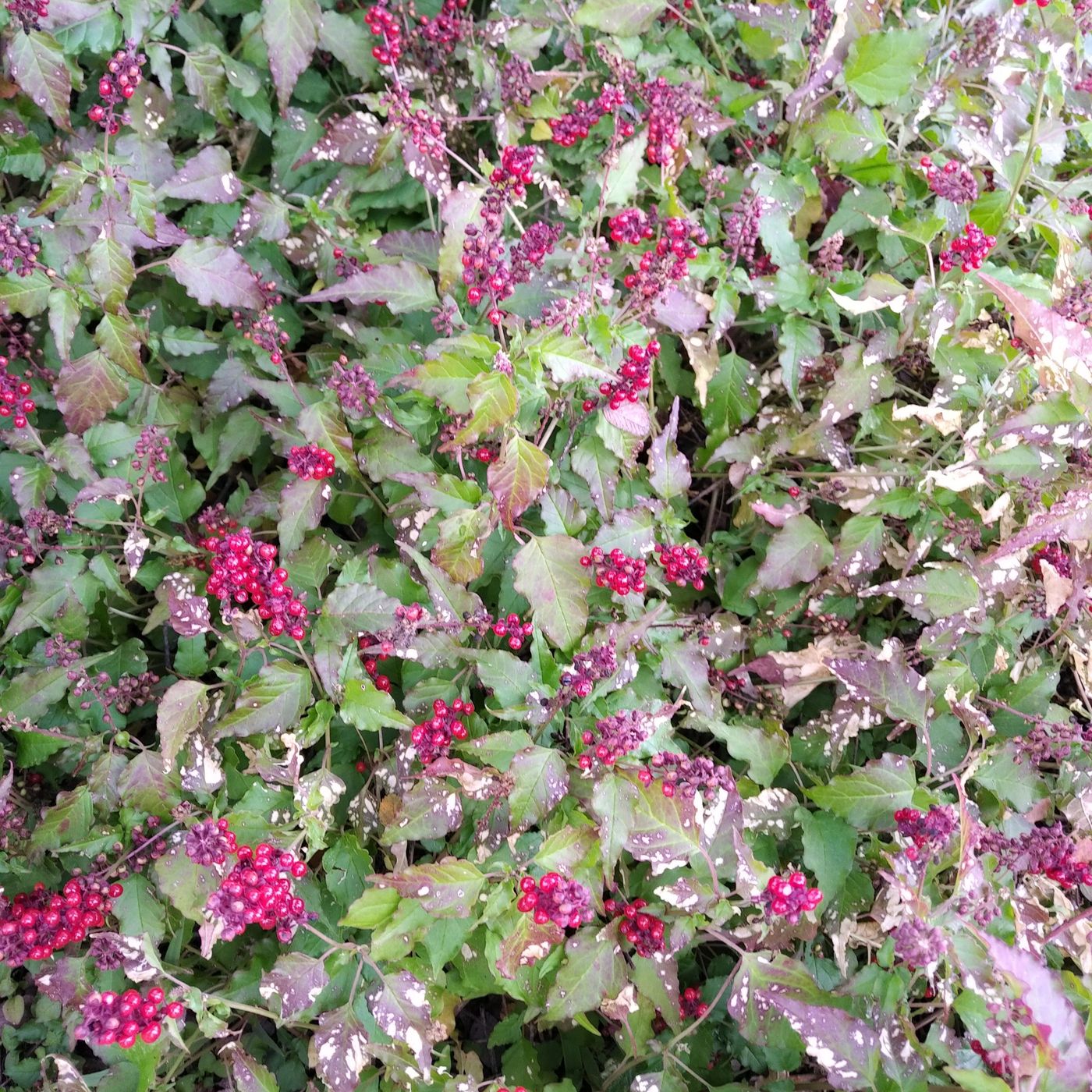 Hey Hey Whats Blooming Pigeonberry