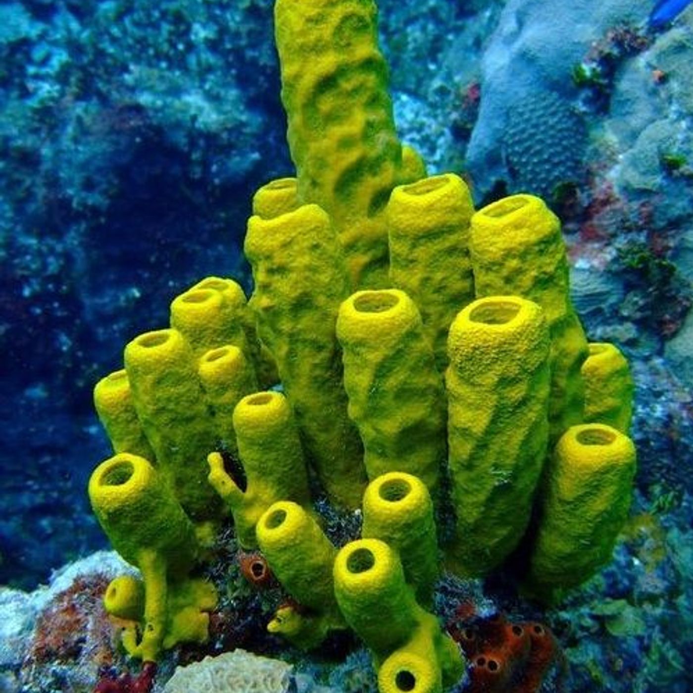 Un mundo bajo el Agua