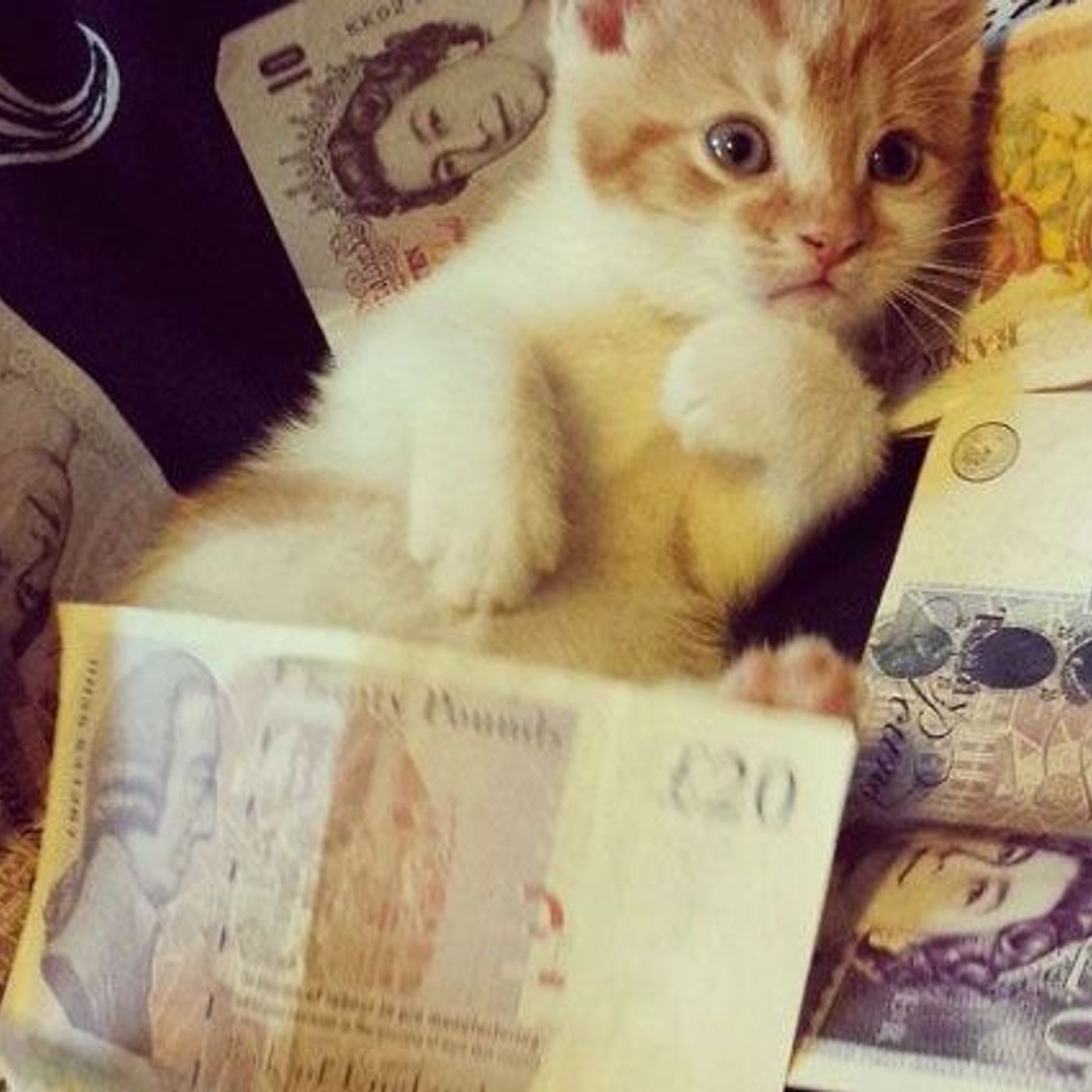 Gattofilo batte influencer | Networking | Nastartup | Usa agosto per programmare la tua carriera