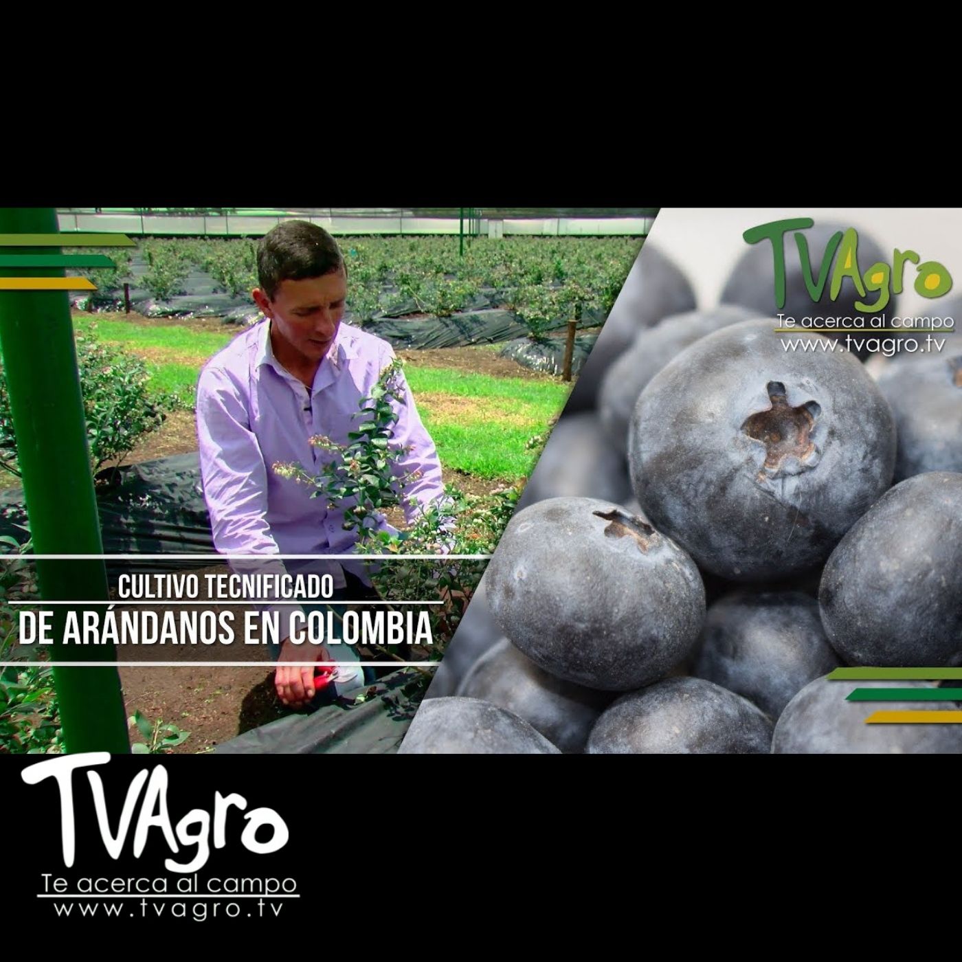 TV AGRO