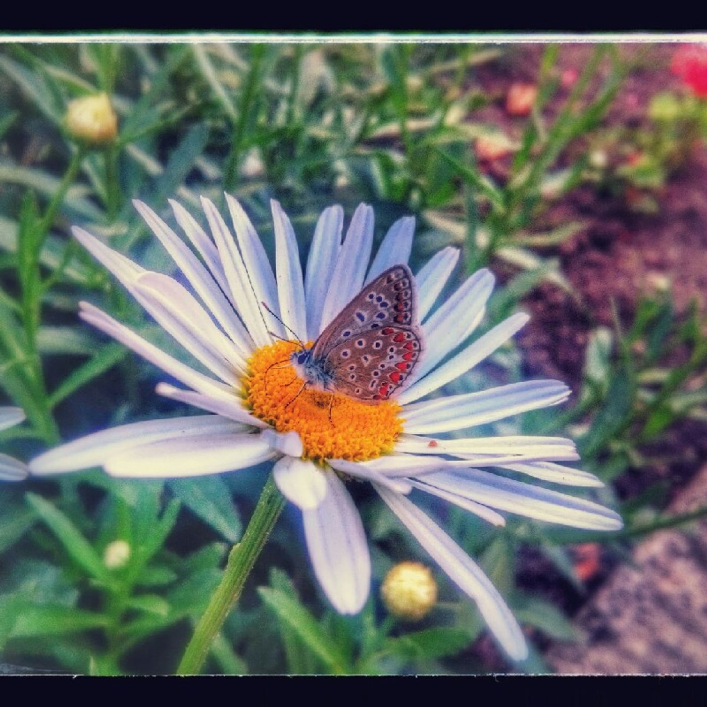 Radio Blues con Ale Floridia