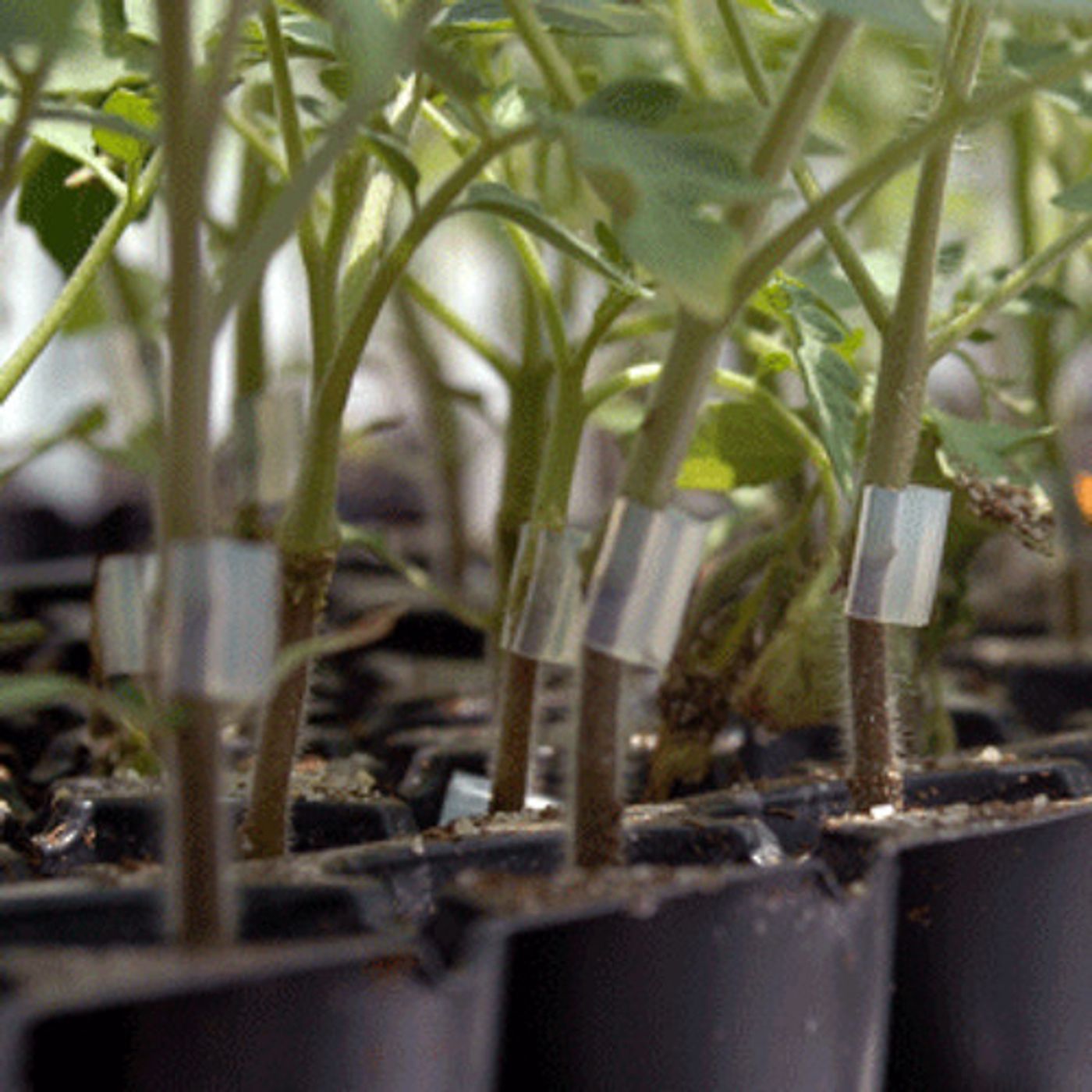 Can Grafting Help Organic Farmers Reduce Plant Disease? episode artwork