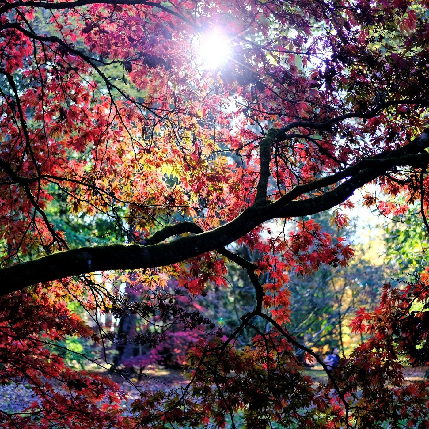 CANCIÓN DE OTOÑO 🍁EN PRIMAVERA 🌱