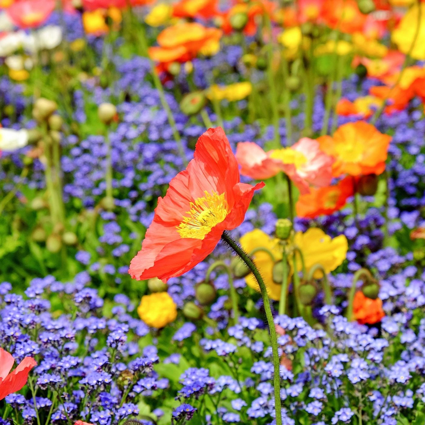 La bellezza dei fiori puo essere mortale episode artwork