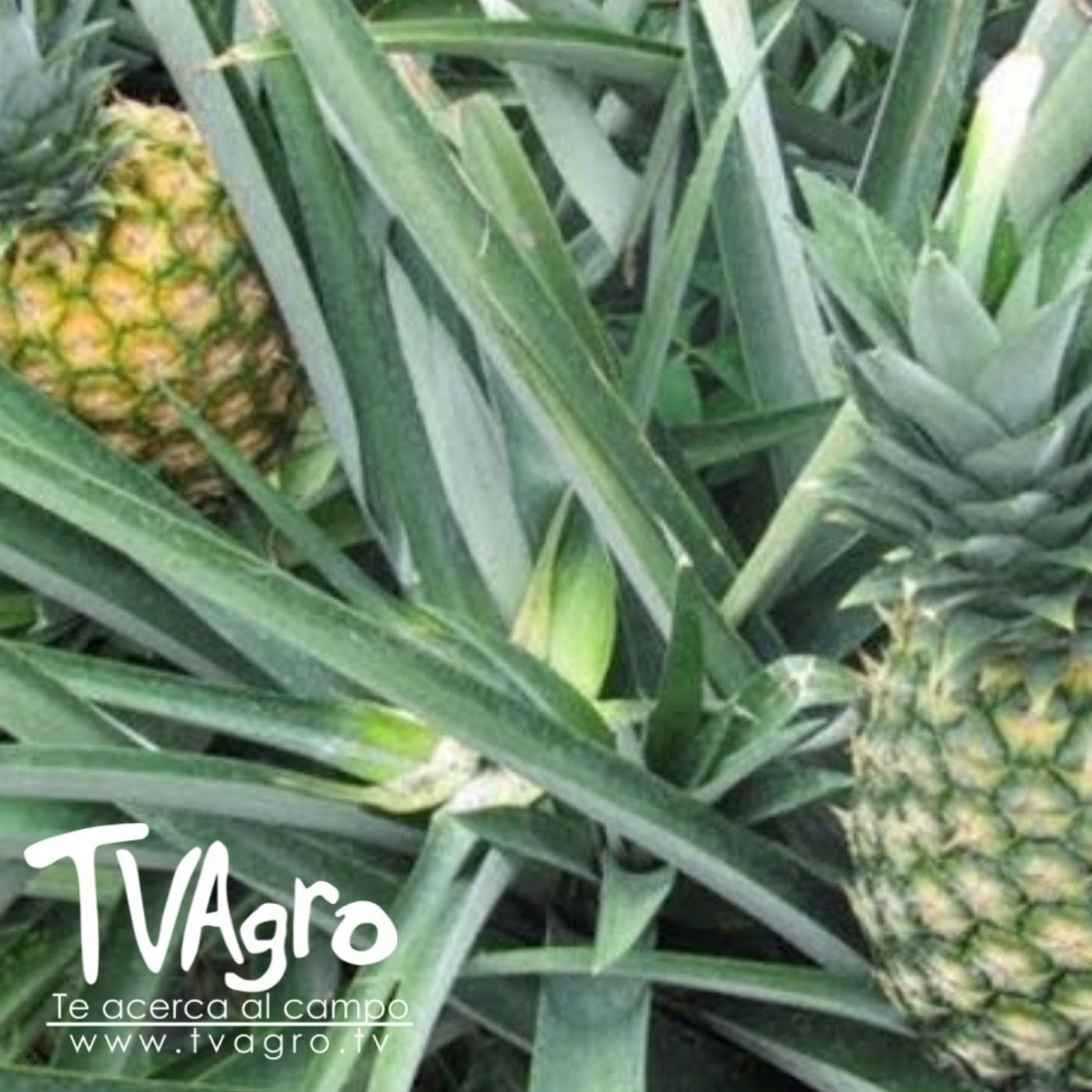 TV AGRO