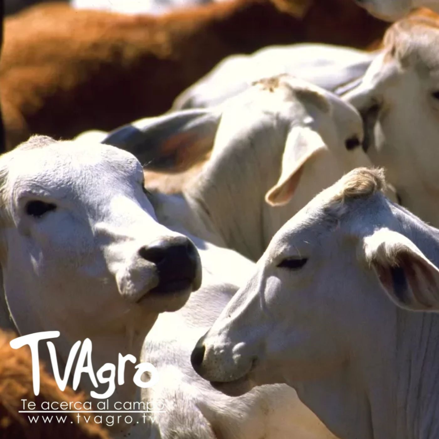 TV AGRO