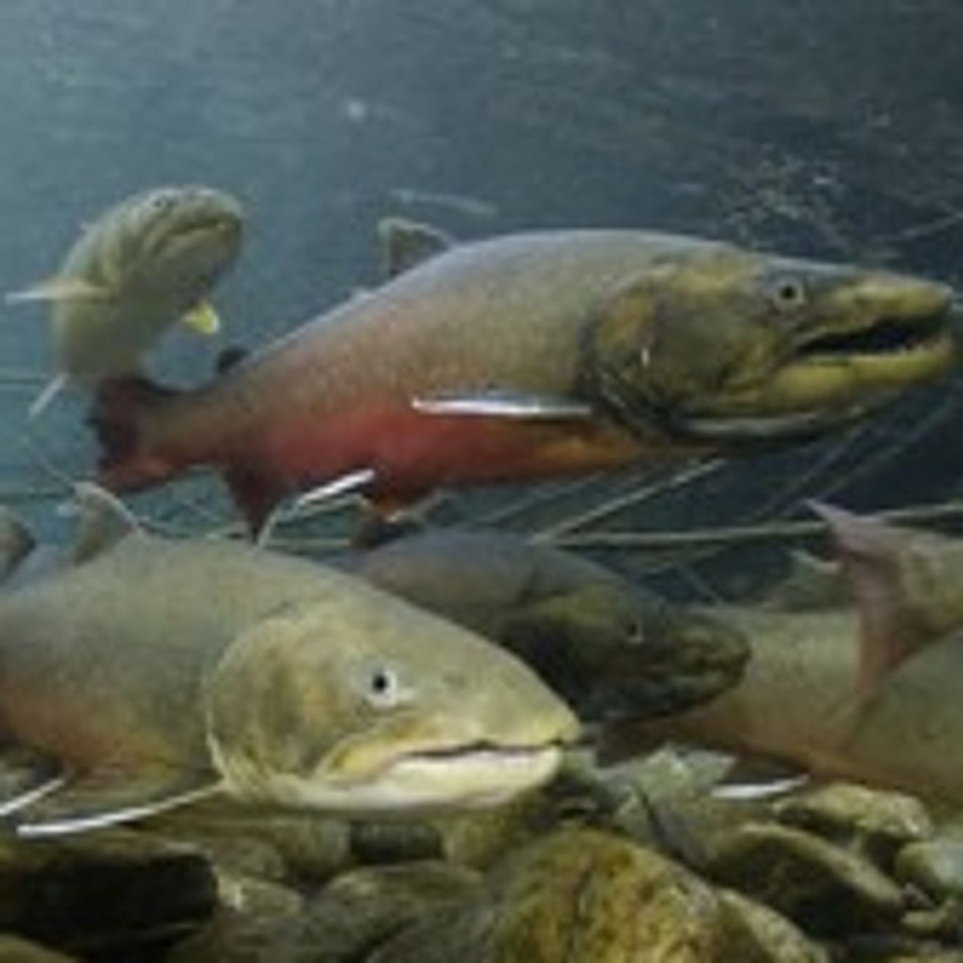 Thinking Outside The Pond: What's The Best Role For Hatchery Fish? episode artwork