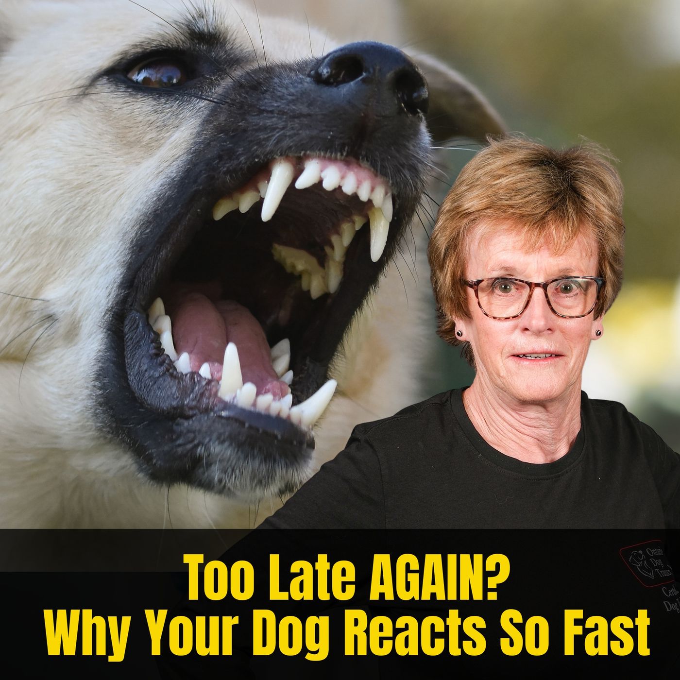Reactive dog owners NEED to hear this