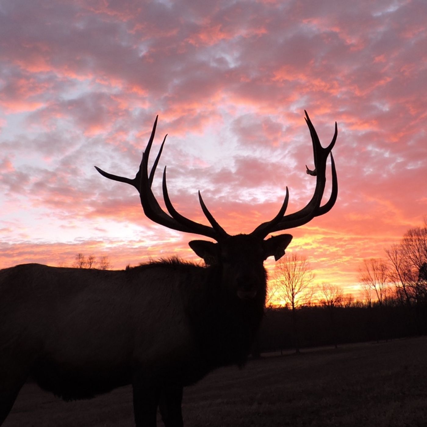 35 Whelen the Elk Hammer - a Tac Reload