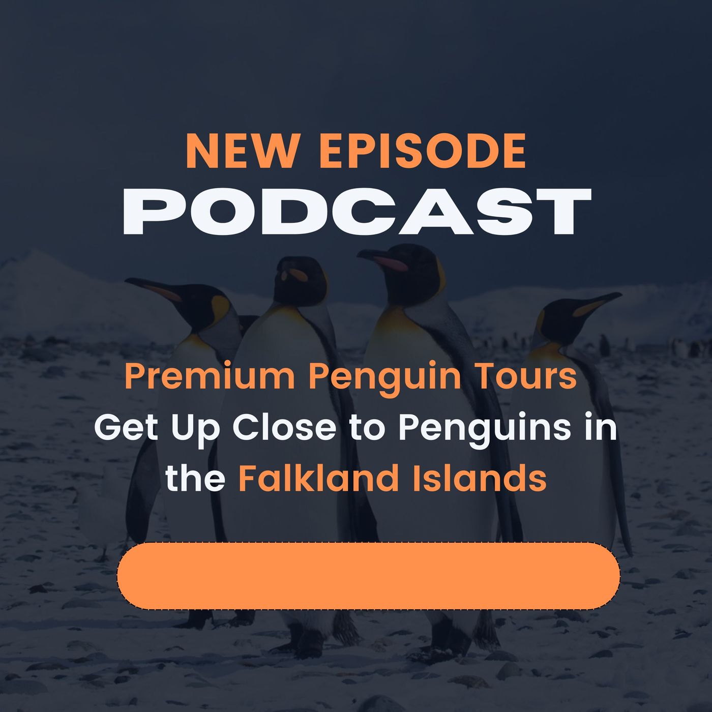 Premium Penguin Tours_ Get Up Close to Penguins in the Falkland Islands episode artwork