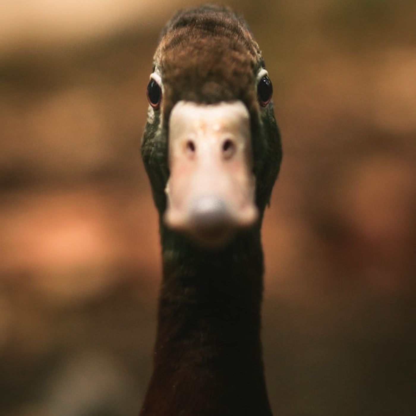 Il Brutto Anatroccolo