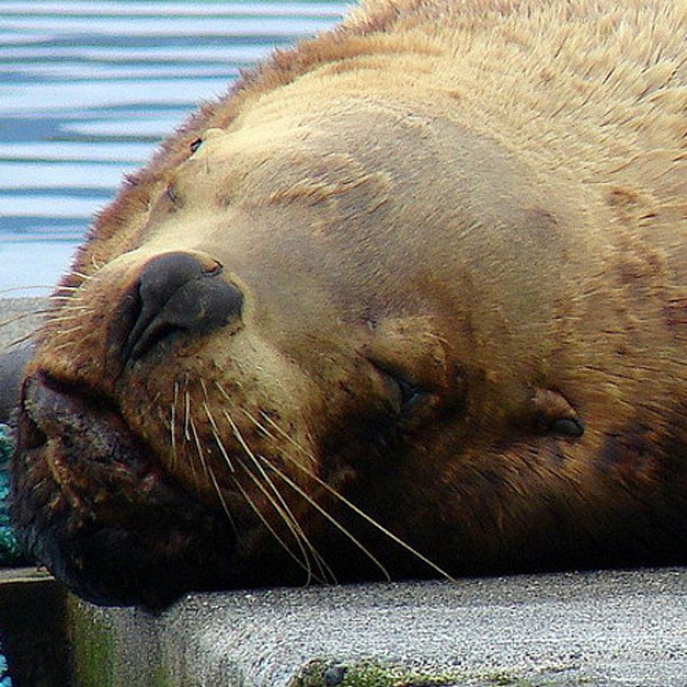 20 Sea Lions Dead, Most from Gunshots, On Northwest Coast episode artwork
