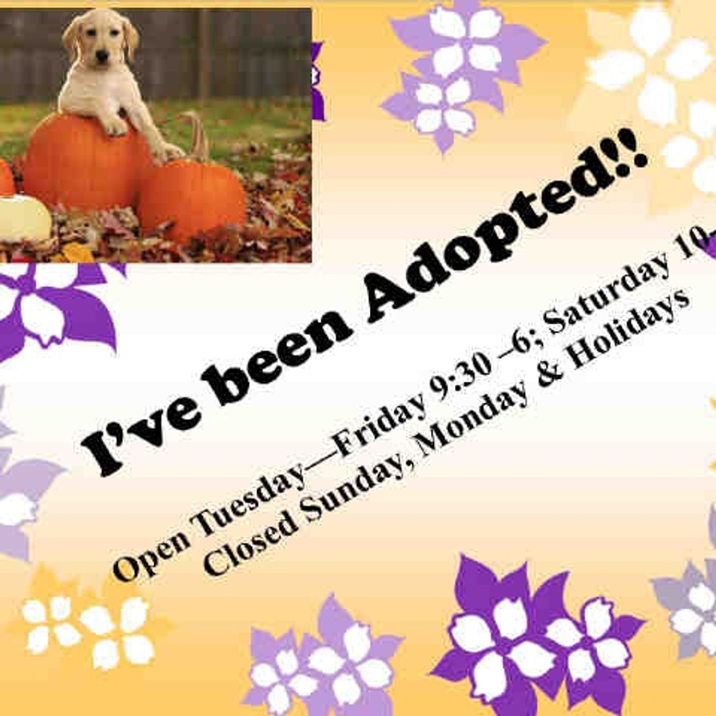 Animal Shelter Solutions - Show 5 - Pets Behind Closed Doors at Shelters episode artwork
