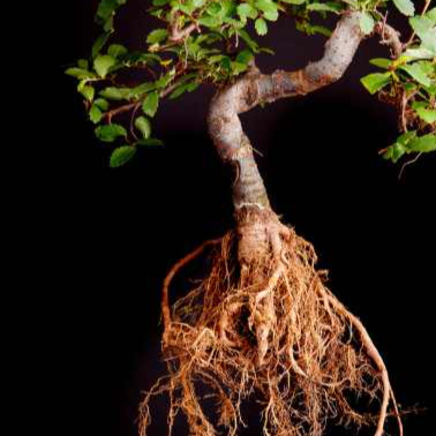 Rooted Frequency