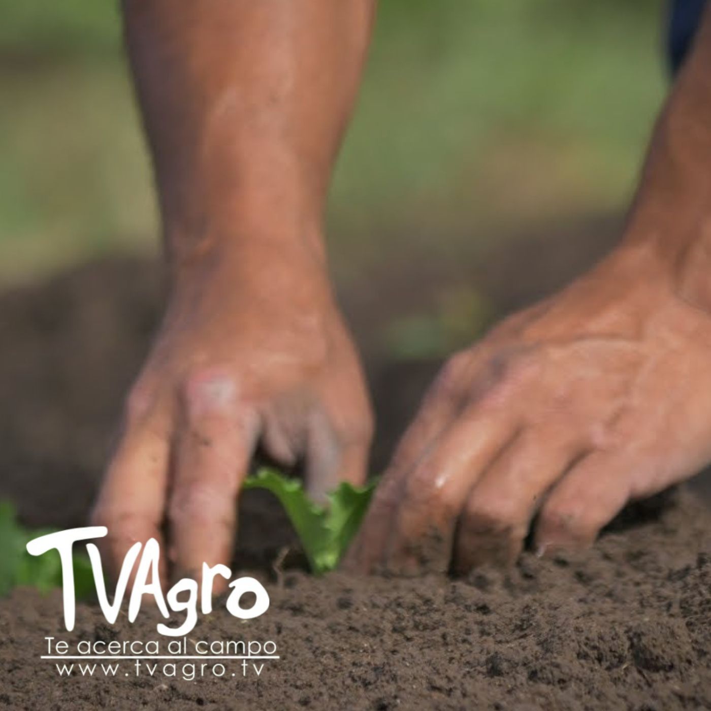 TV AGRO