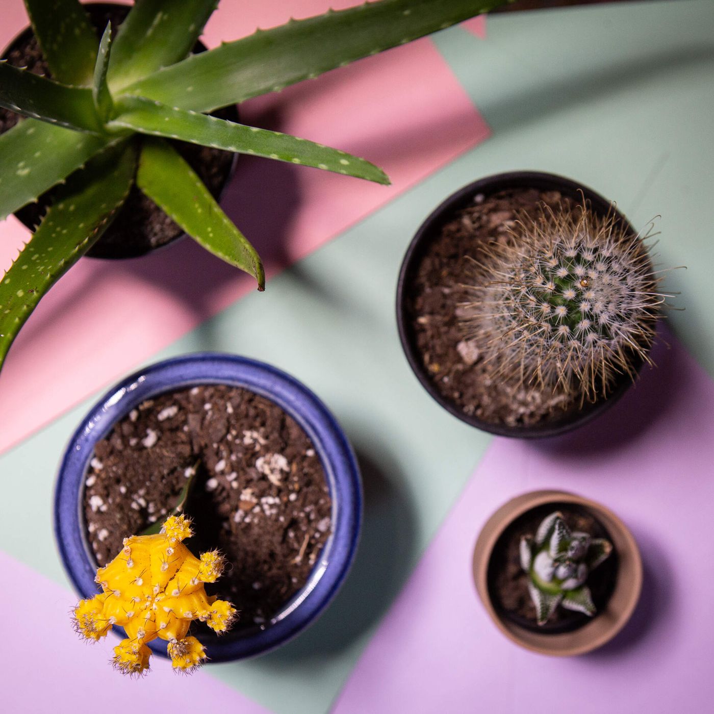 6 tips for raising happy houseplants episode artwork