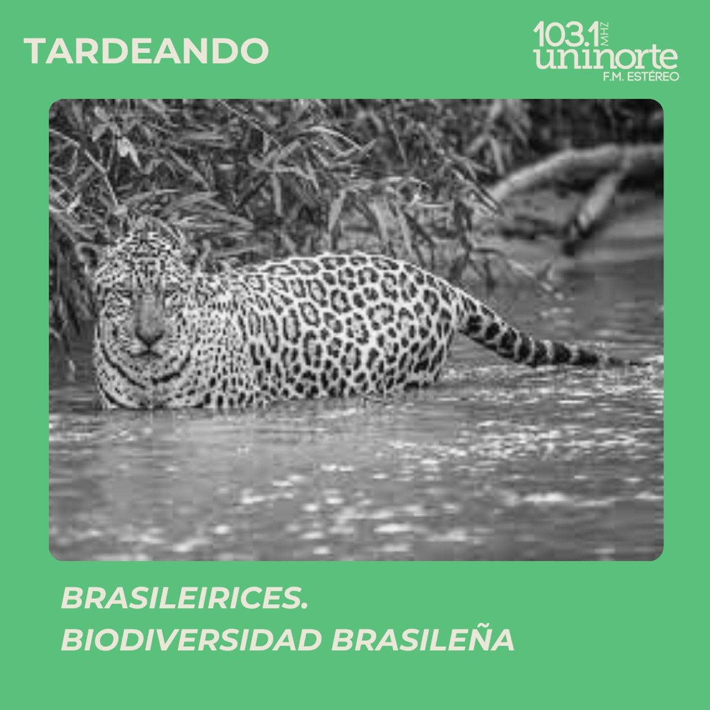 Brasileirices :: Biodiversidad brasileña episode artwork