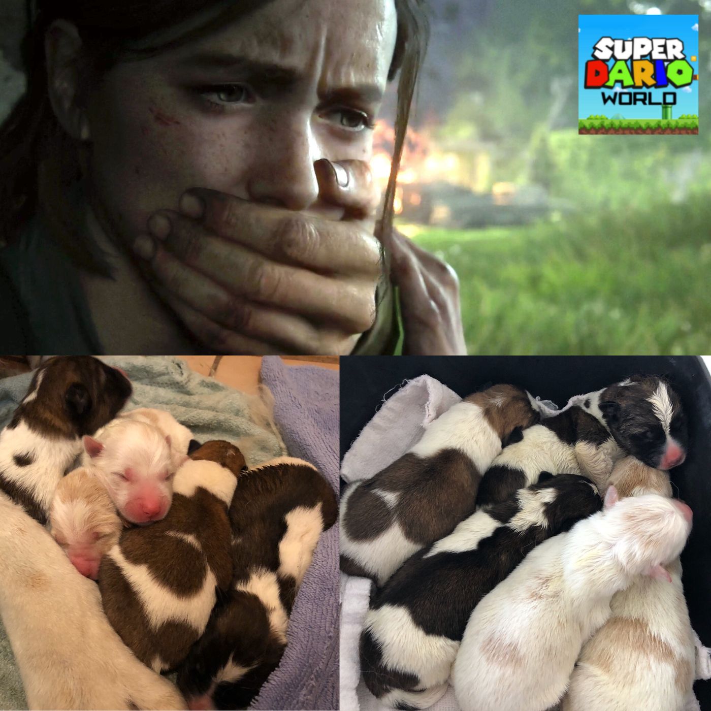 Puppies Puppies Puppies! & The Last Of Us II Release Date! episode artwork