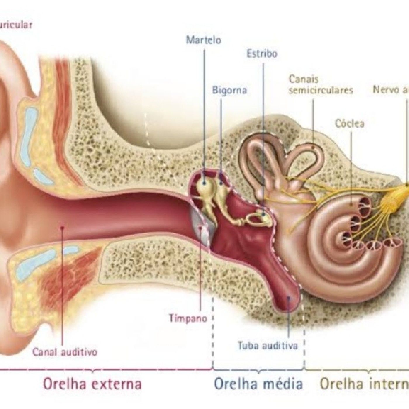 Como Funciona O Ouvido Humano