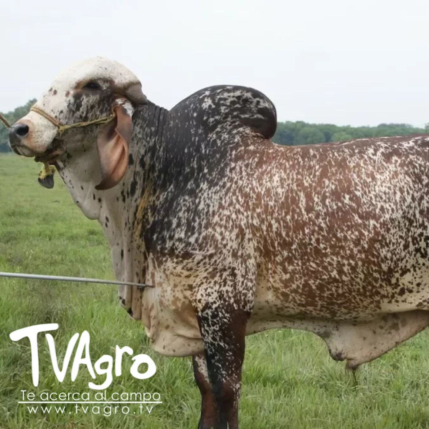 TV AGRO
