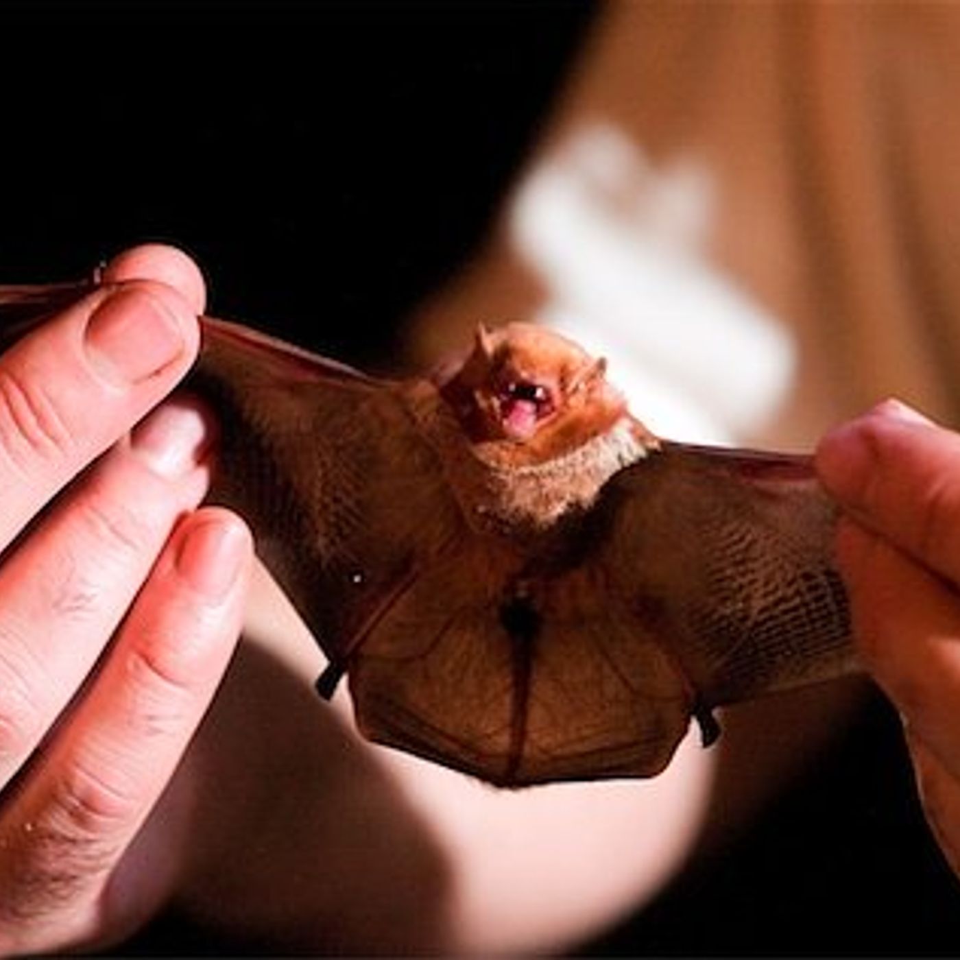 Rabid bat found in McHenry County episode artwork