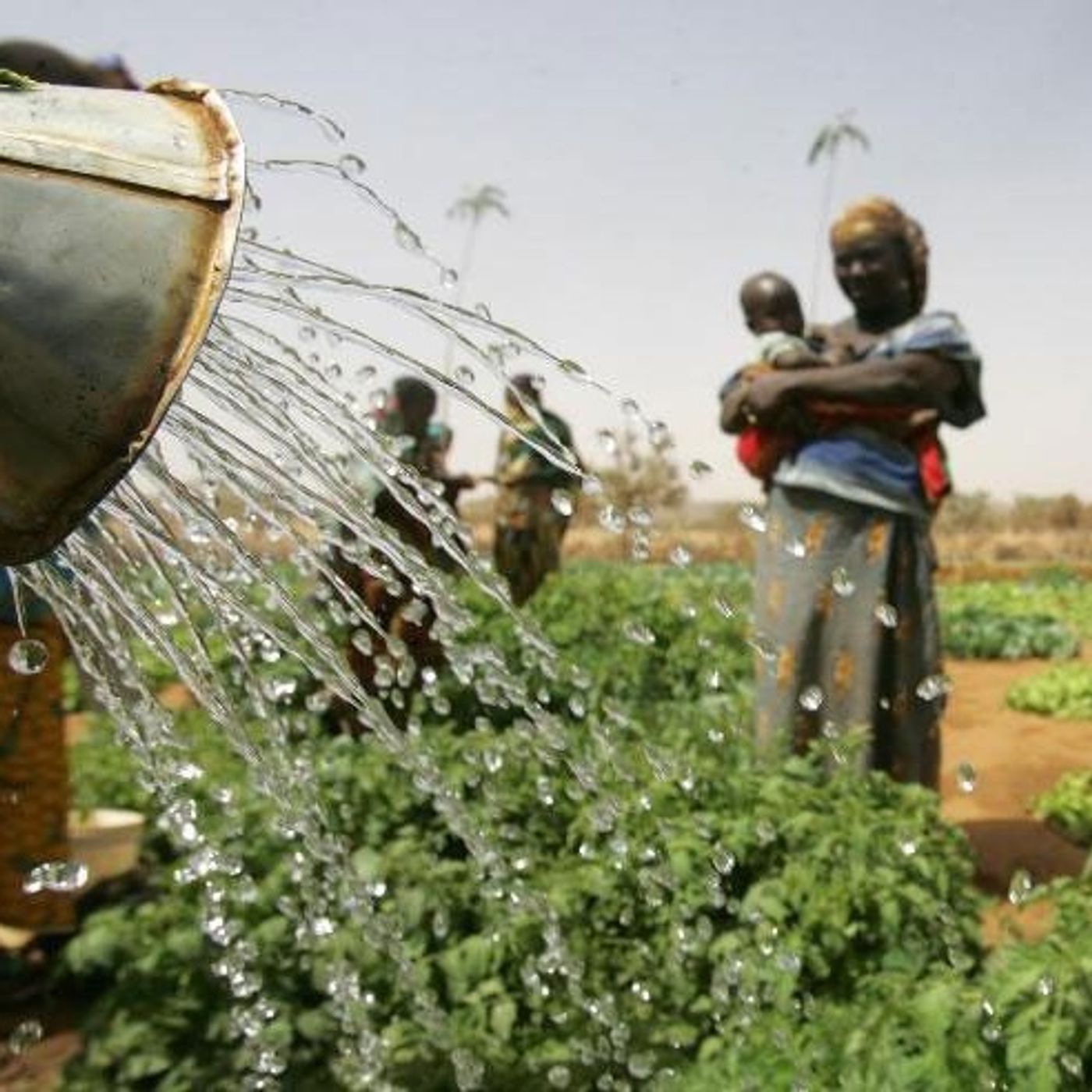 Entretien avec le nutritionniste Mamane Tassiou de l’ONG « Koundi Fondo » sur la contribution des produits Agro écologique episode artwork