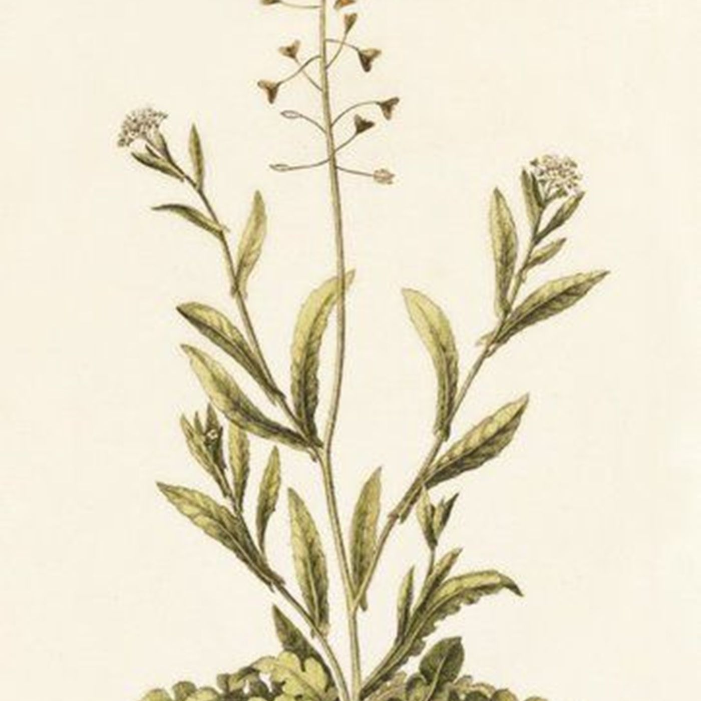 Southern Appalachian Herbs