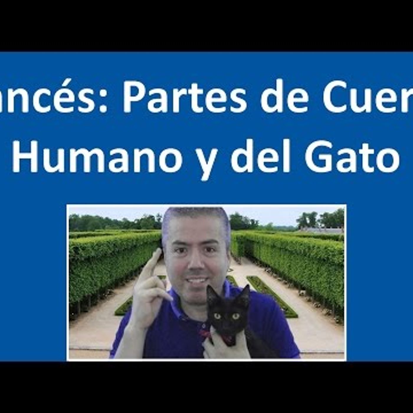 27. Partes del Cuerpo Humano en Francés Curso Francés Básico Clase Francés 26