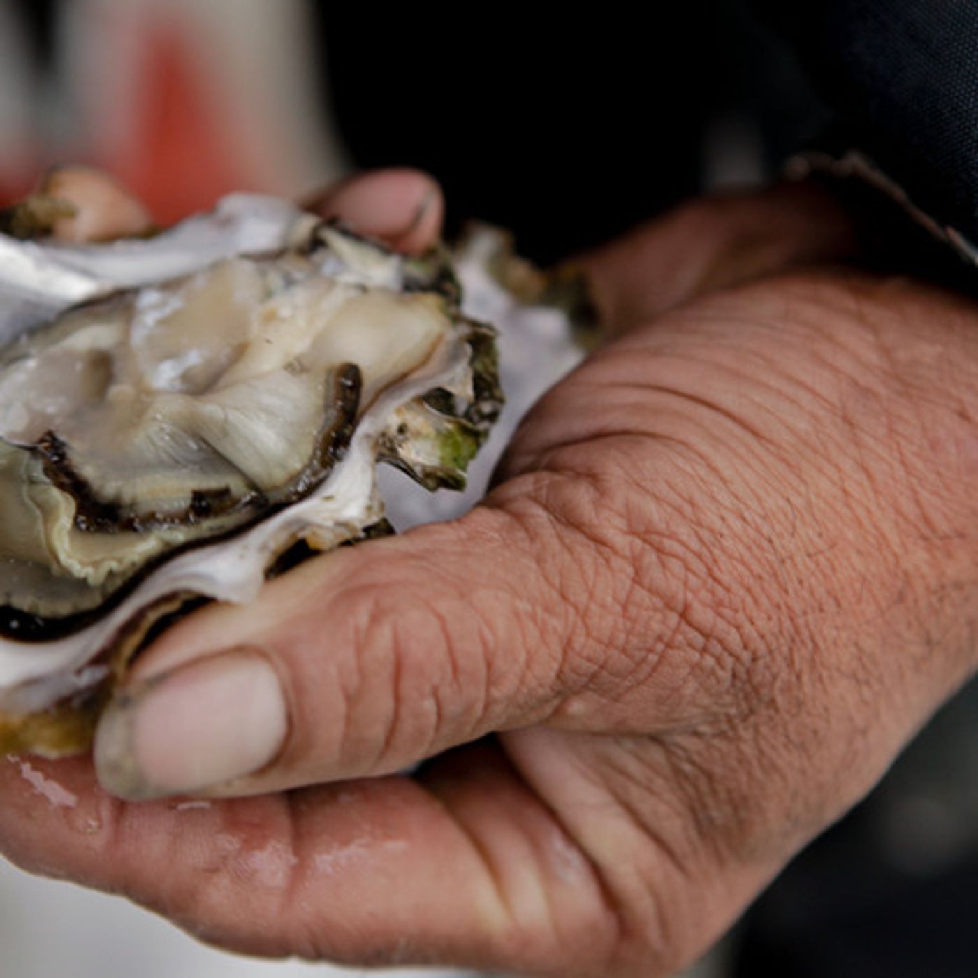 Group Sues EPA To Address Ocean Acidification Under Clean Water Act episode artwork