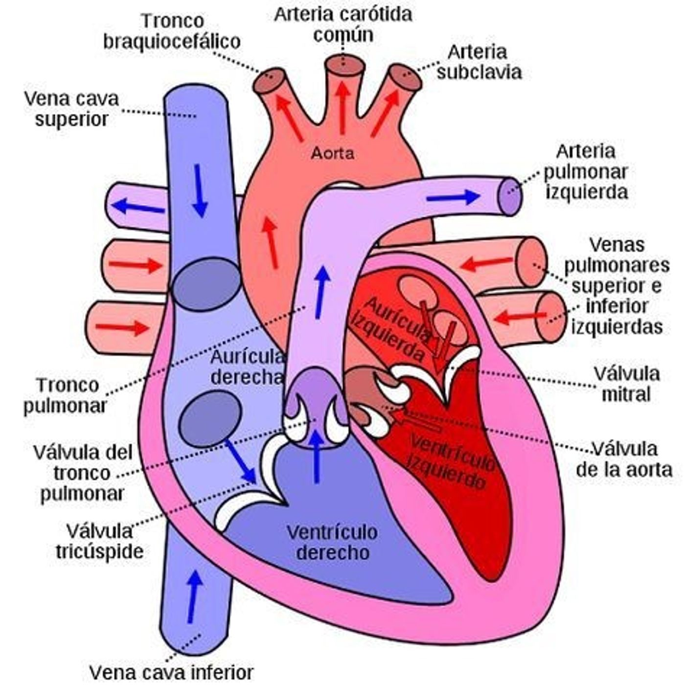 Cardiovascular