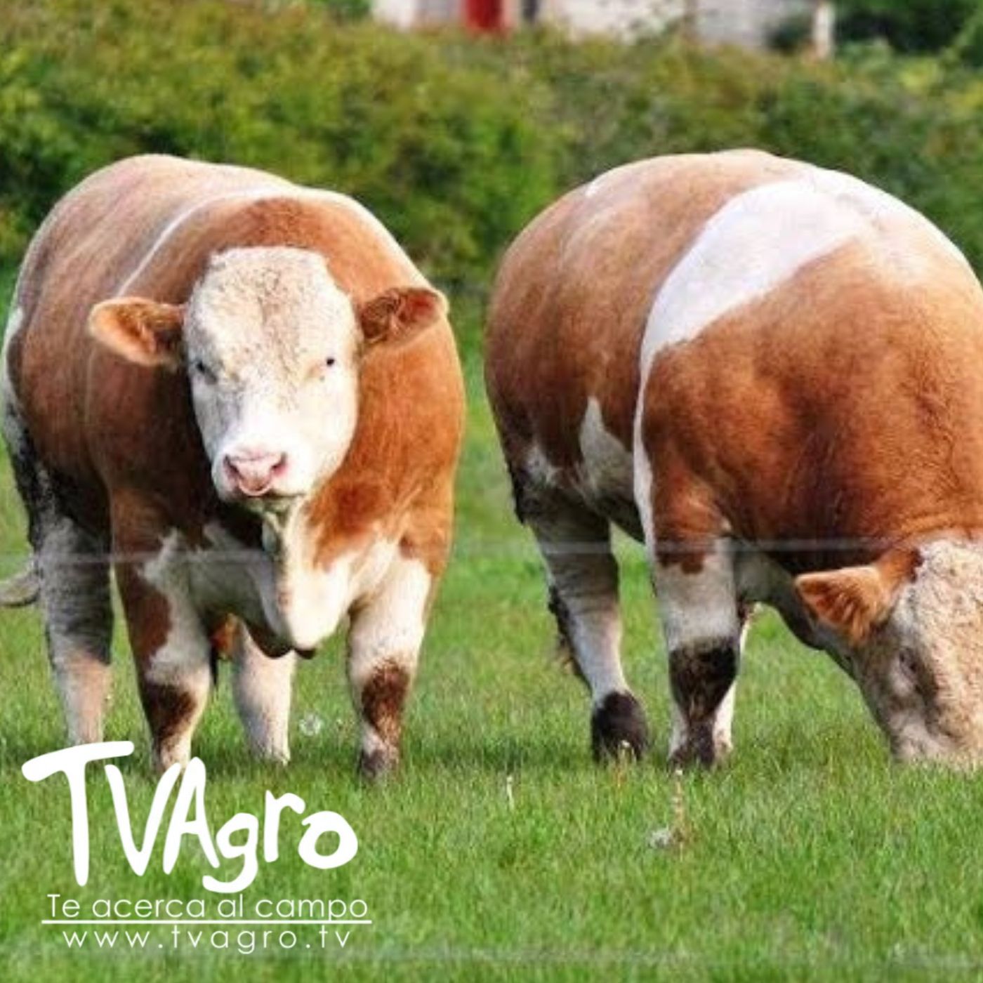 TV AGRO