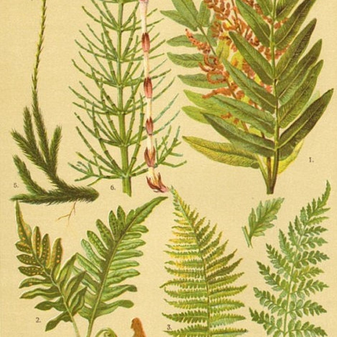 Show 22: Medicinal Ferns