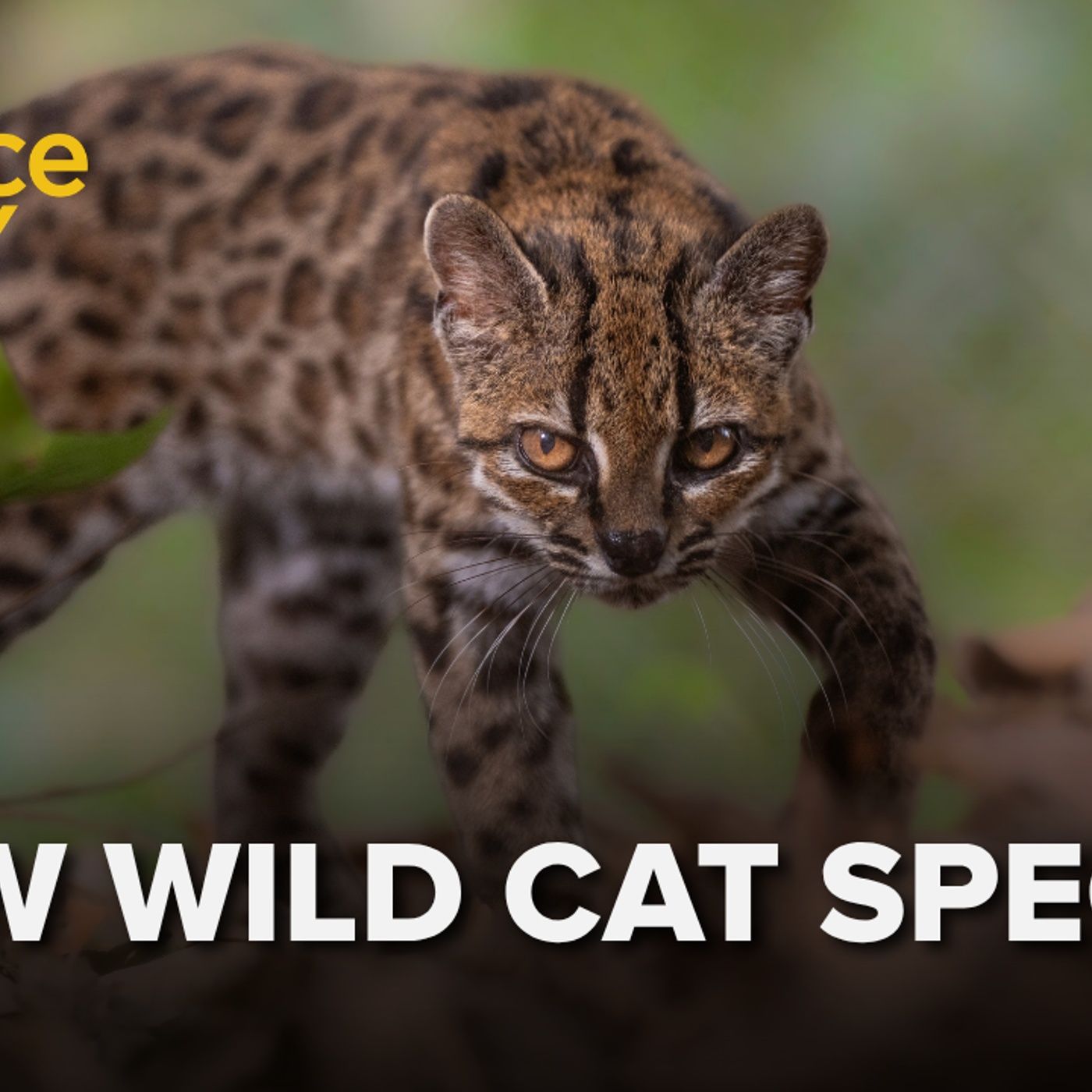 1406: The tilcayo is the new wild cat on the block