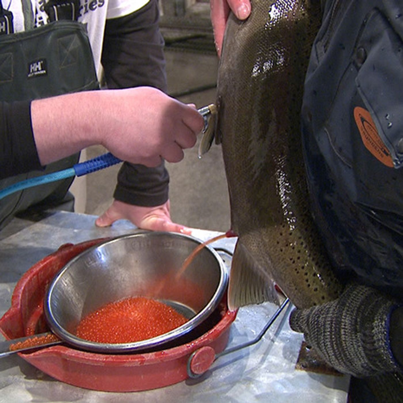 Tribes Work To Maximize Columbia River Basin Steelhead episode artwork