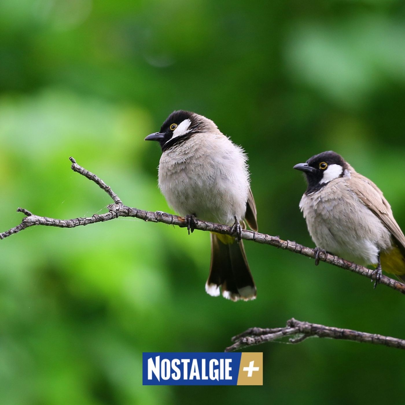 Syrinx, chants et cris : Les secrets fascinants de la communication chez les oiseaux episode artwork