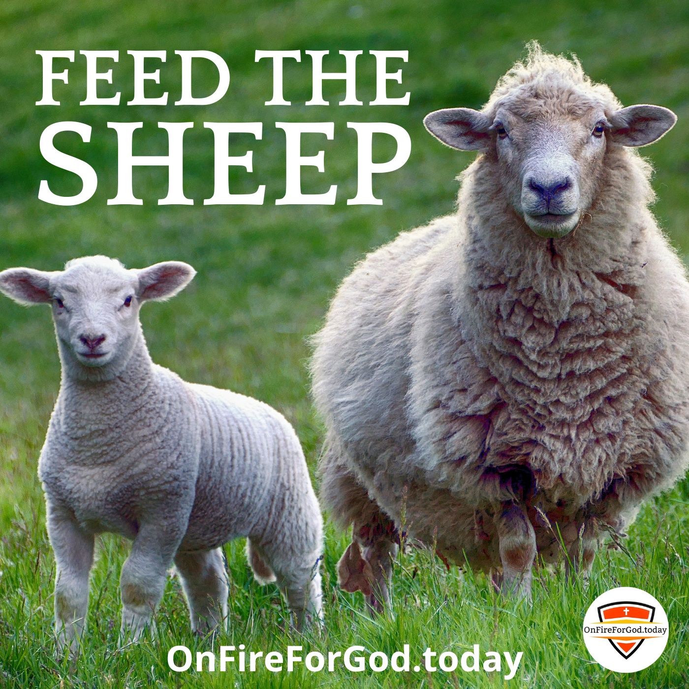 Feed the Sheep