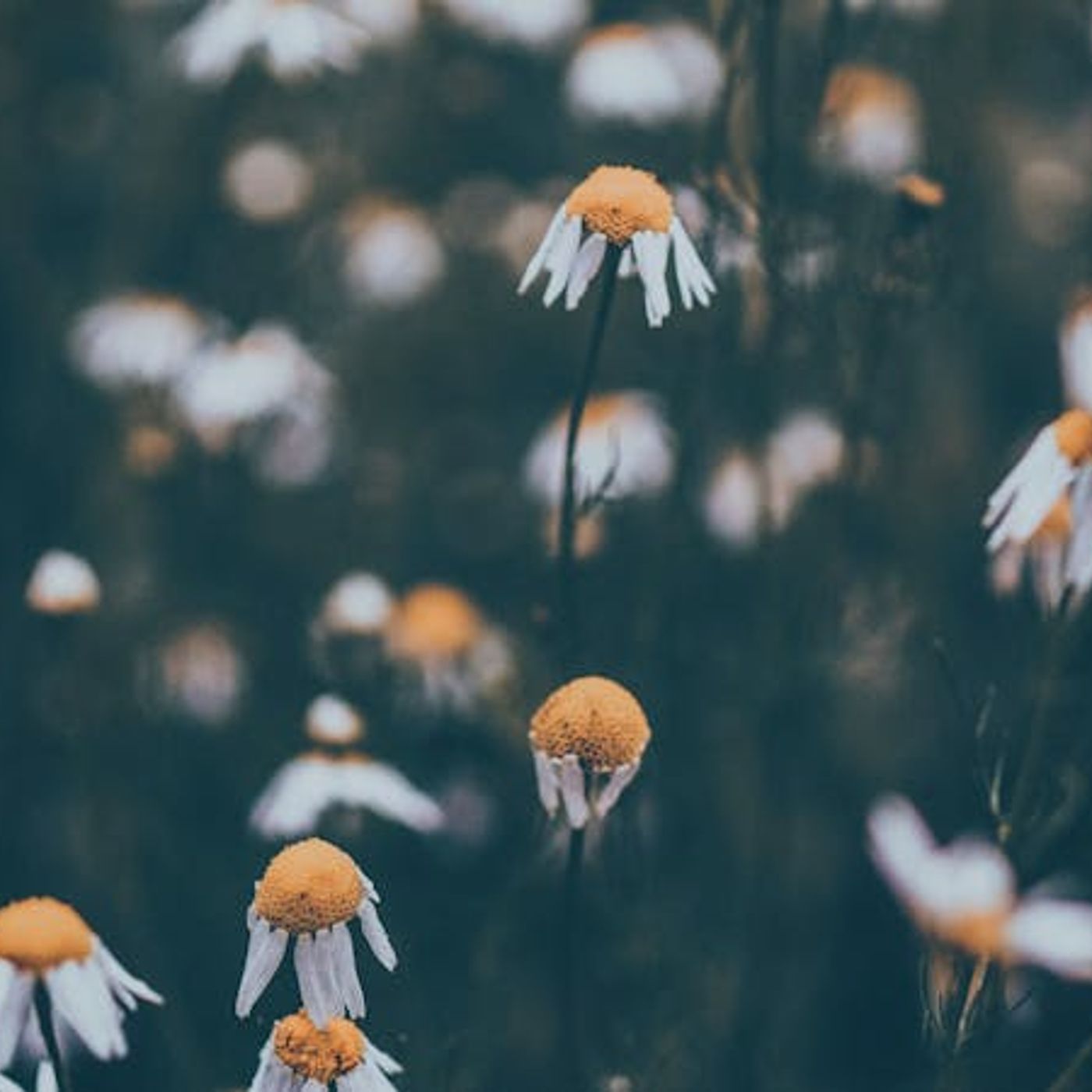 Why Do We Confess If Our Sins Are Already Forgiven?