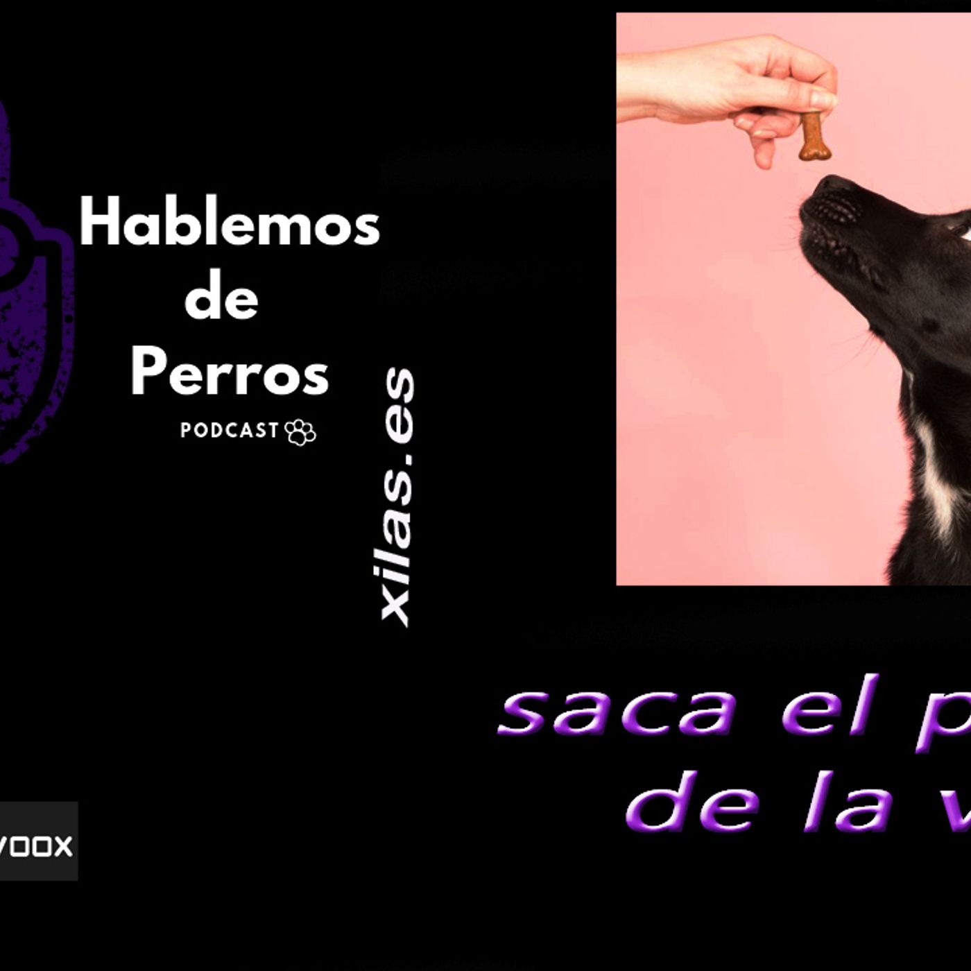 Hablemos de perros