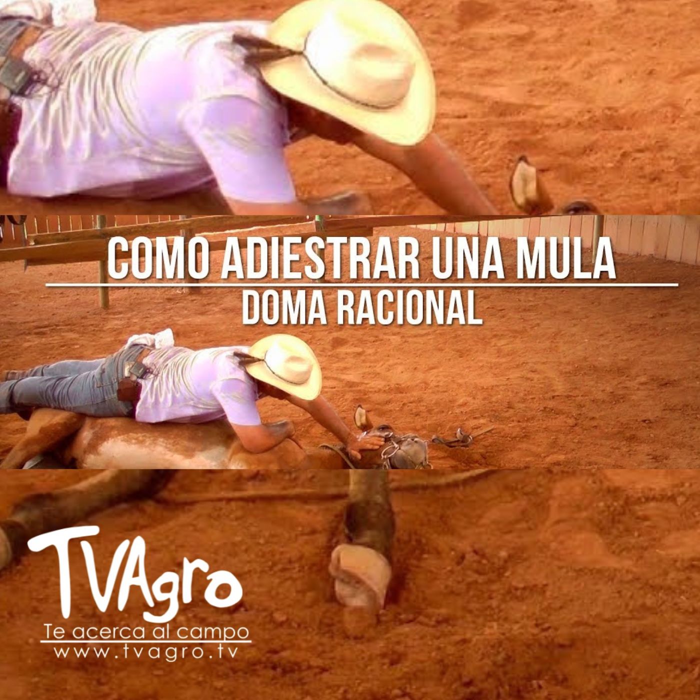 TV AGRO