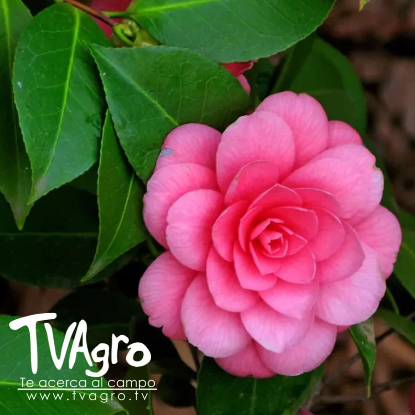 TV AGRO
