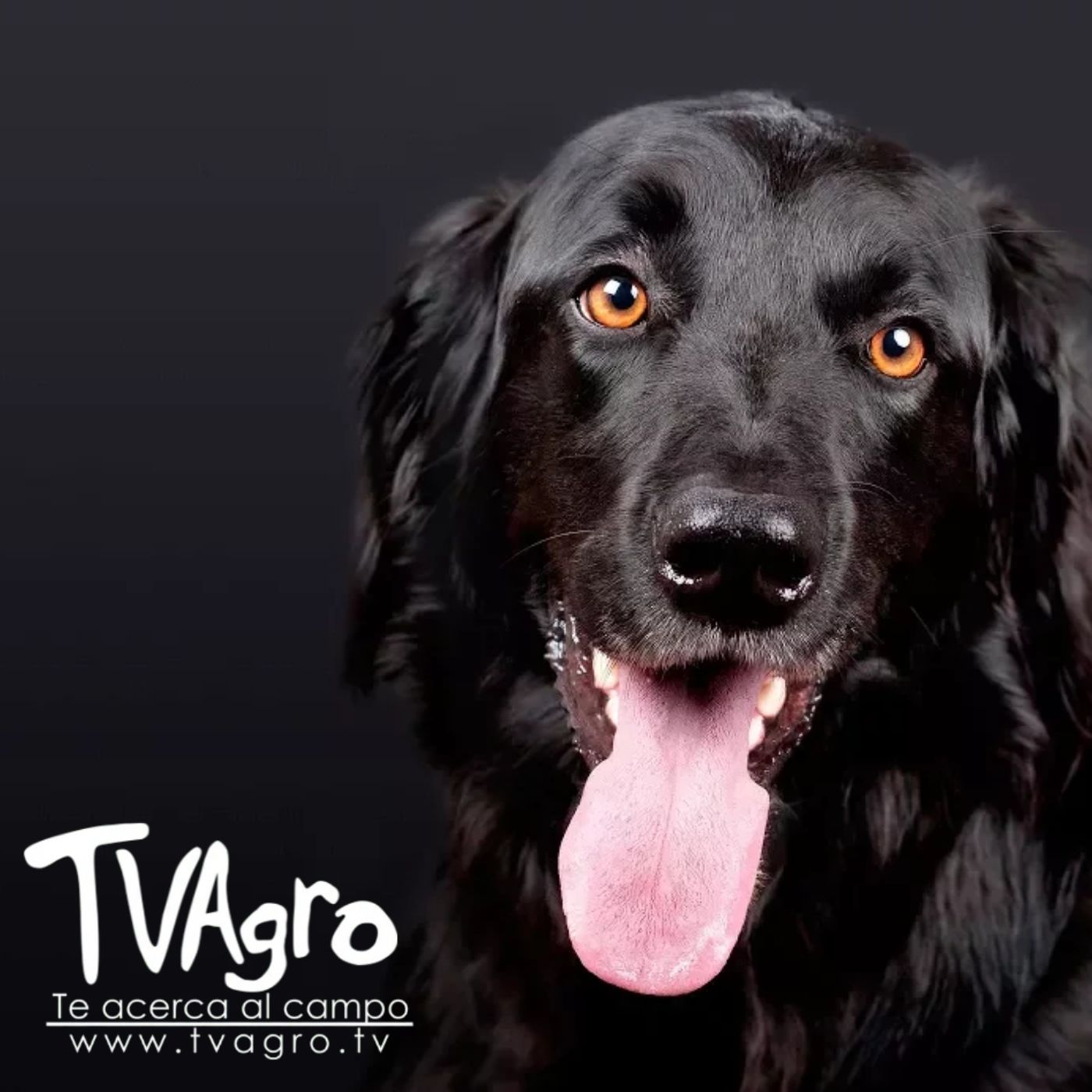 TV AGRO